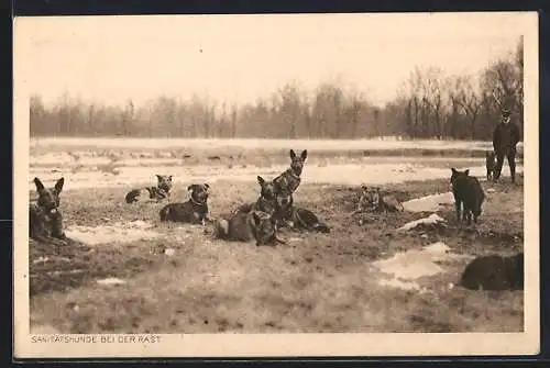 AK Sanitätshunde bei der Rast auf einer Wiese im Winter