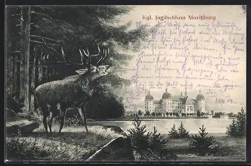 AK Moritzburg / Sachsen, Königliches Jagdschloss Moritzburg und Hirsch