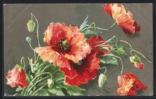 AK Mohnblumen mit Knospen