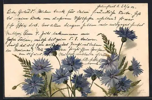 AK Kornblumen in Blüte