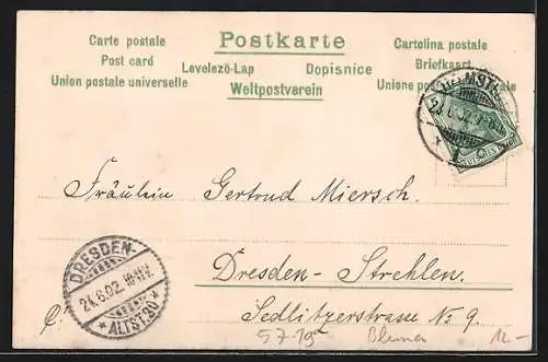 AK Kornblumen in Blüte