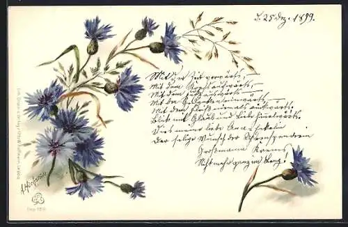 AK Kornblumen in Blüte