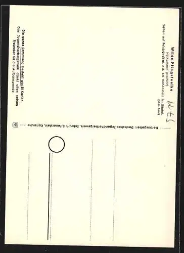 AK Wilde Pfingstnelke, Selten auf Felsbändern, z. B. am Hohenstein im Süntel