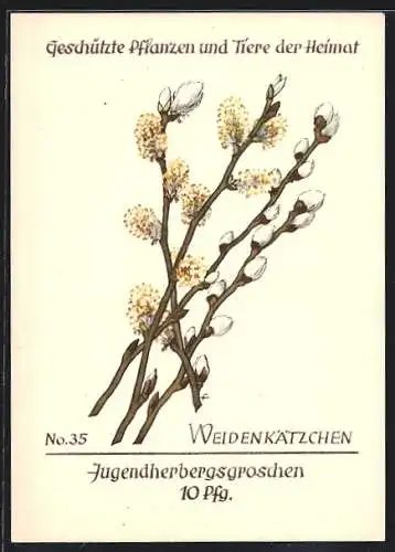 AK Blühende Weidenkätzchen, Salix