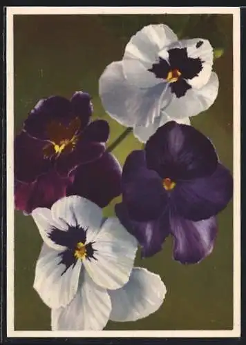 AK Stiefmütterchen, Viola tricolor, Pansy