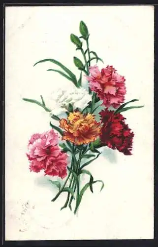 AK Rosafarbene, rote, weisse und gelbe Nelken
