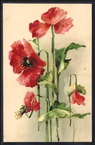 AK Mohnblumen mit Blättern