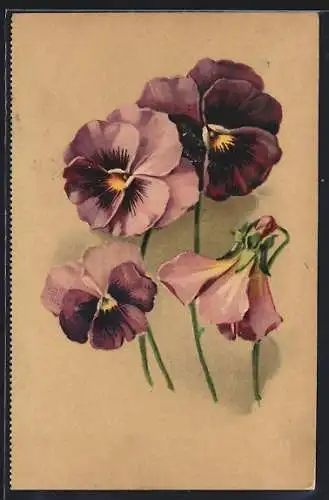 AK Vier violette Stiefmütterchen