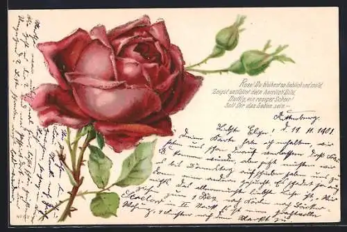 AK Blühende rote Rose und Knospen