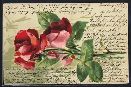 AK Ein Strauch roter Rosen