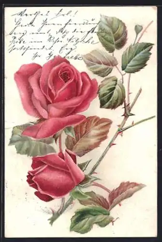 AK Ein Rosenzweig mit zwei Blüten