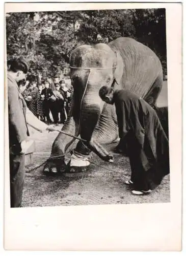 Fotografie Elefant im Zoologischen Garten von Tokio, Dickhäuter wird mit Elektrizität gegen Rheuma behandelt 1940