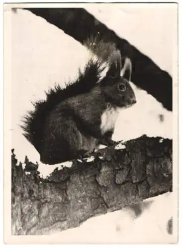 Fotografie Eichhörnchen hat im Winter seinen Kogel verlassen 1943