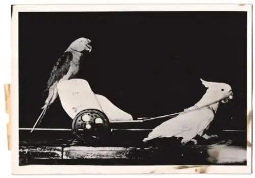 Fotografie Rikscha - Kakadu, Vogel zieht seinen Papagei-Kollegen hinter sich her 1941