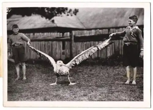 Fotografie Atlantic, Albatros hat sich nach Island verirrt, Knaben demonstrieren die Spannweite des Seevogel's 1939