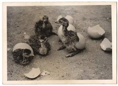 Fotografie Strauss Küken kurz nach dem Schlüpfen