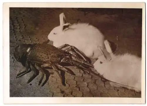 Fotografie Groteske Tierfreundschaft, Angora Kaninchen und Riesenkrebs Languste 1940