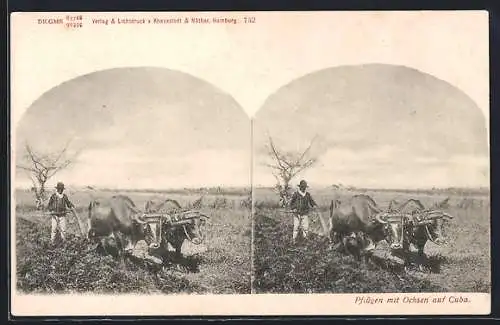 Stereo-AK Cuba, Pflügen mit Ochsen