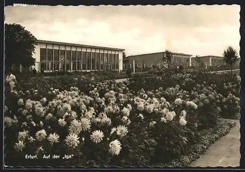 AK Erfurt, Internationale Gartenbauausstellung, Partie am Blumenbeet