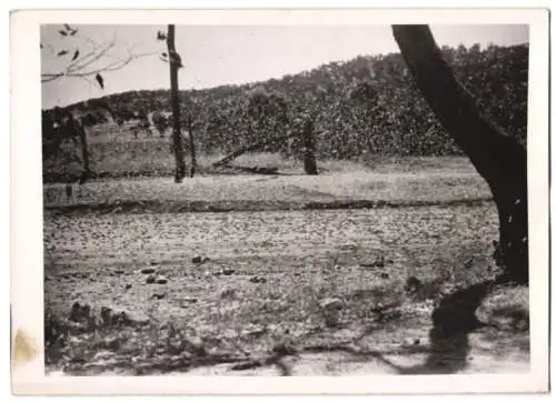 Fotografie Heuschrecken-Plage 1940, Schwarm Heuschrecken vertilgt alles Essbare auf seinem Weg