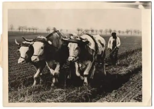 Fotografie Limberg, Deutscher Bauer mit Ochsenpflug bei der Herbstbestellung 1941