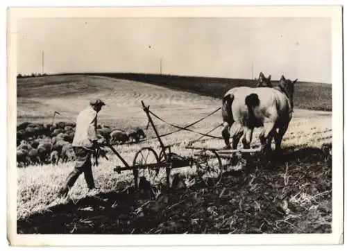 Fotografie Dinges, Bauer mit Pferdepflug nach dem Erntedankfest 1941