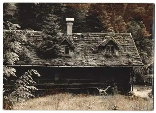 Fotografie Dainko, Ybbstal, verwitterte Hütte / Blockhaus der bereits ein Baum aus dem Dach wächst