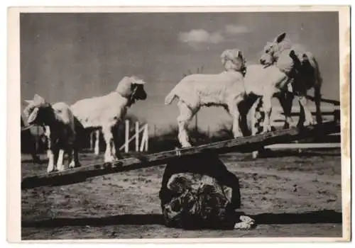 Fotografie Atlantic, Zicklein Fünflinge auf einer Wippe 1940