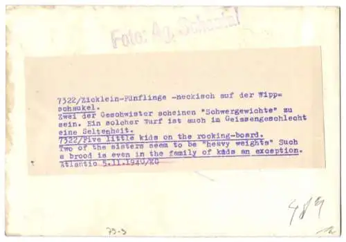 Fotografie Atlantic, Zicklein Fünflinge auf einer Wippe 1940