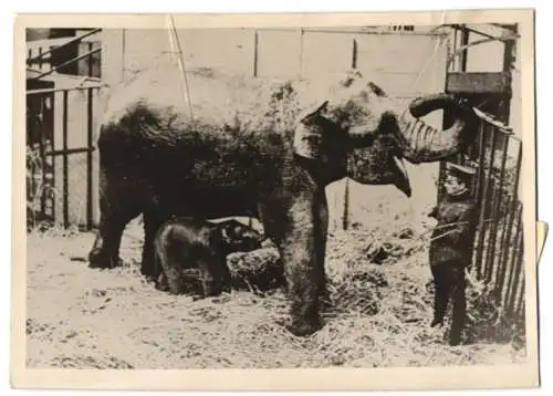 Fotografie Atlantic, Geburt eines Elefanten im Zoo, Elefanten Kuh mit Jungtier nebst Wärter 1942