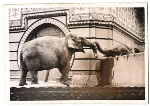 Fotografie Atlantic, Ansicht Berlin, Zoologischer Garten, Elefant Harry hält Kontakt zu seiner Liebsten