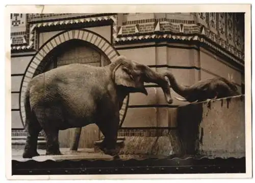 Fotografie Atlantic, Ansicht Berlin, Zoologischer Garten, Elefant Harry hält Kontakt zu seiner Liebsten