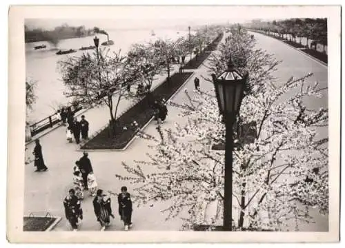 Fotografie Atlantic, Ansicht Tokio - Tokyo, Sumida-Park, Mandelbäume in voller Blüte 1940