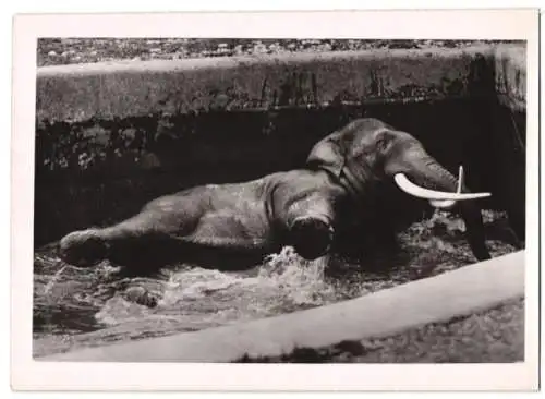 Fotografie Elefant, Elefantenbulle beim Baden im Gehege eines Zoologischen Garten