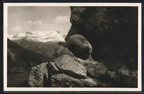 AK Murmeltier im Hochgebirge