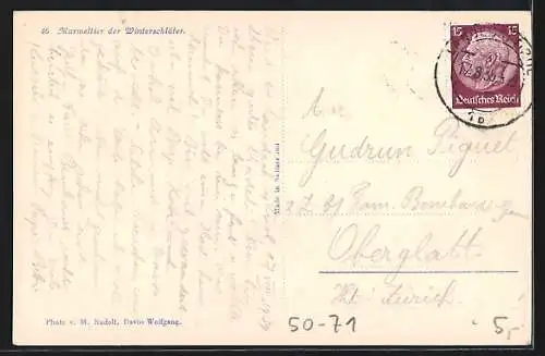 AK Murmeltier im Hochgebirge