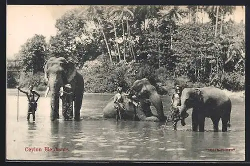 AK Ceylon, Elefanten mit Führern im Wasser