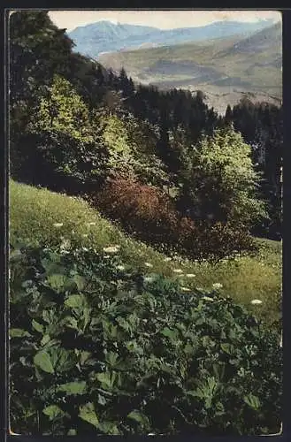 AK Gemeine Meisterwurz / Ostranz an einem Berghang, Arznei-Pflanzen-Serie der Gehe & Co. AG, Dresden