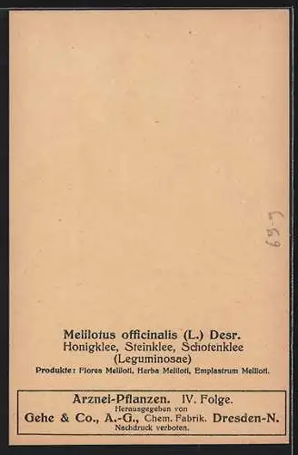 AK Honigklee / Steinklee, wildwachsend, Arznei-Pflanzen-Serie der Gehe & Co. AG, Dresden