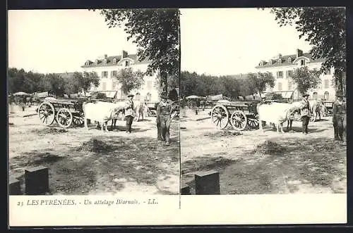 Stereo-AK Les Pyrénées, Un attelage Béarnais