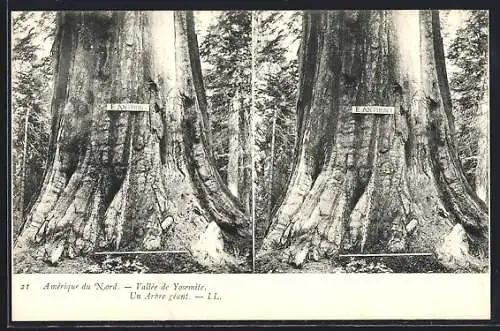 Stereo-AK Vallée de Yosemite, Un Arbre génat