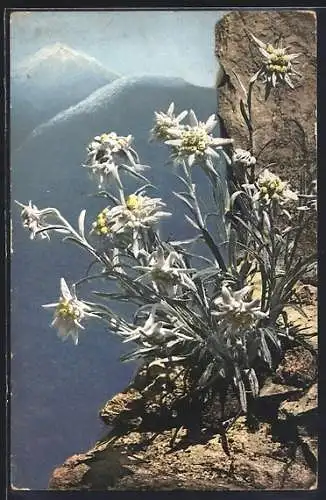 Künstler-AK Photochromie Nr. 447: Leontopodium alpinum