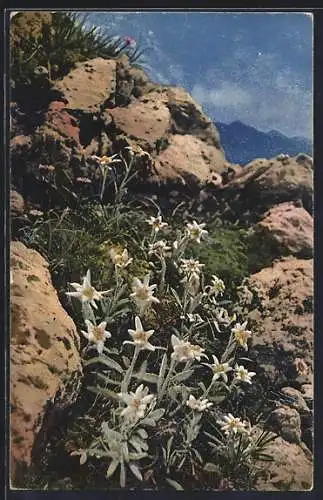 Künstler-AK Photochromie Nr. 1208: Felsenpartie mit Edelweiss