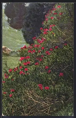 AK Photochromie NR: 451, Rhododentron ferrugineum