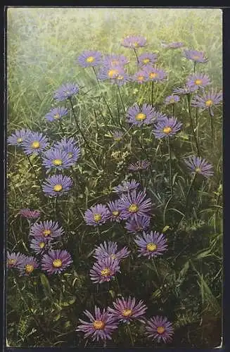 Künstler-AK Photochromie Nr. 458: Aster alpinus, Blumenwiese