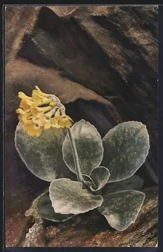 AK Photochromie NR 1203: Primula auricula, Alpenaurikel