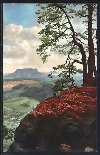 Künstler-AK Photochromie Nr. 2204: Alte Kiefer im Gebirge