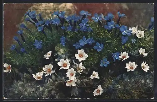 Künstler-AK Photochromie Nr. 498: Enzian (Gentiana brachyphilla) und Silberwurz (Dryas octopetala)