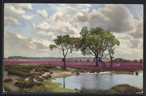 Künstler-AK Photochromie Serie 178 Nr. 3115: Birken am Teich umgeben von Heide