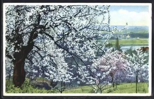 Künstler-AK Photochromie Nr. 5232: Landschaft zur Baumblüte